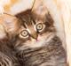 Blanding af racer Bølle