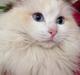 Ragdoll Fersken