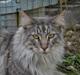 Maine Coon Charlie