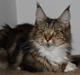 Maine Coon DK Proud Danish MoonDancer