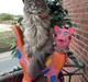 Maine Coon Mohi