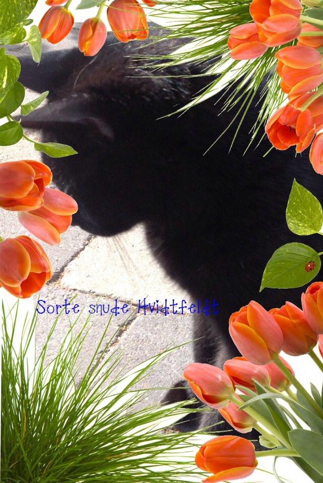 Huskat Kattegårdens Sorte billede 19