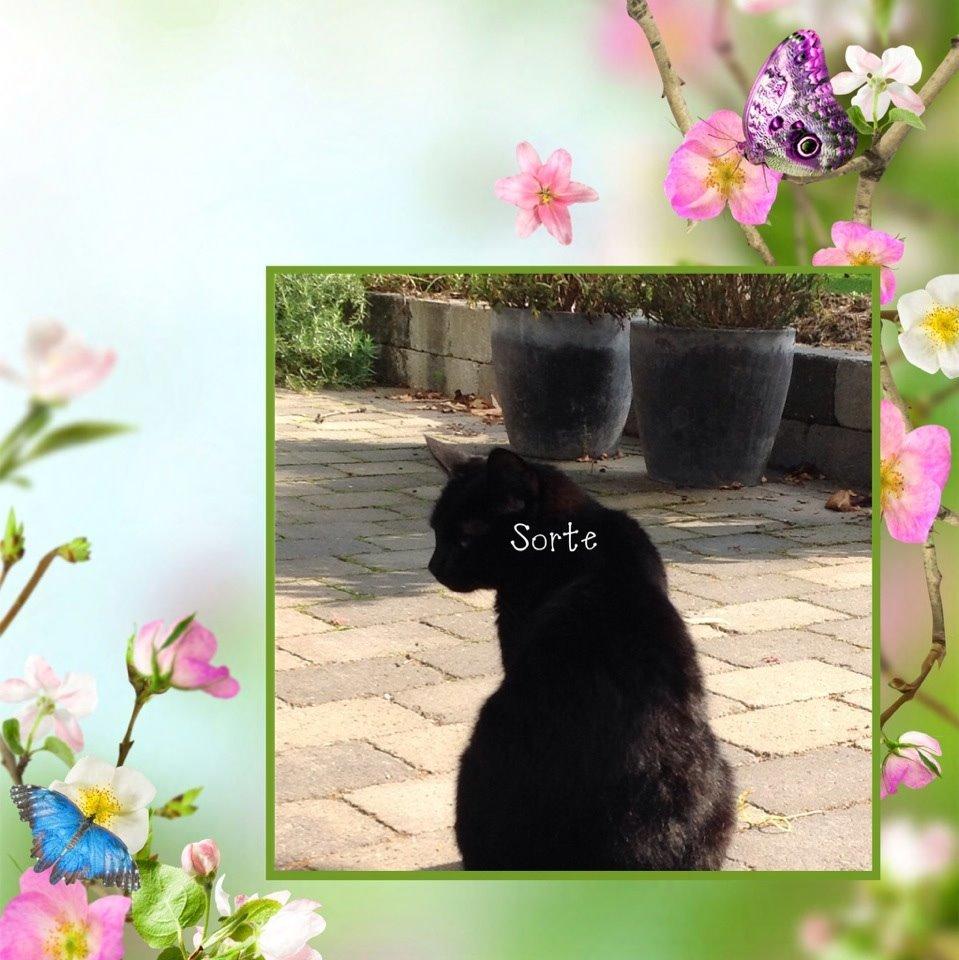 Huskat Kattegårdens Sorte billede 21