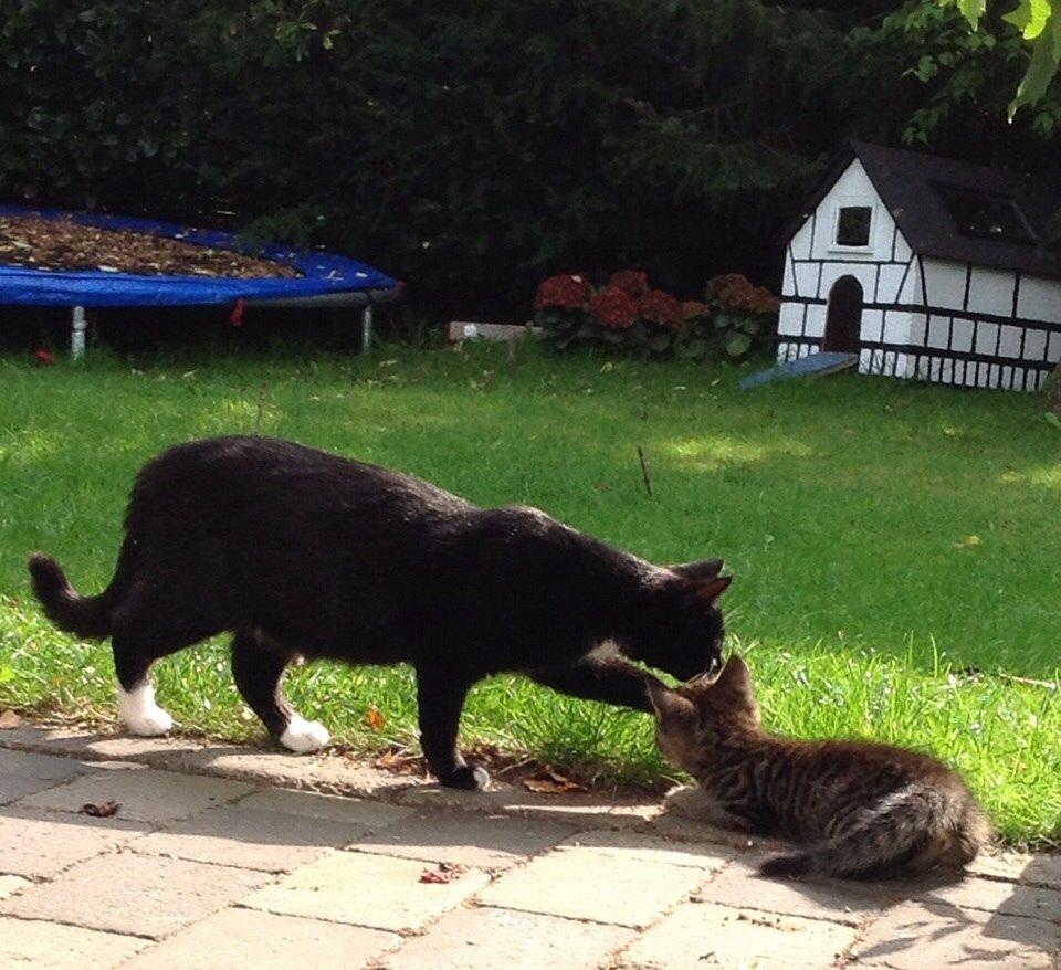 Blanding af racer Kattegårdens Dipsey aka. Snip R.I.P billede 10