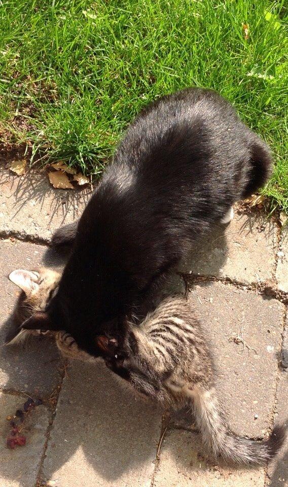 Blanding af racer Kattegårdens Dipsey aka. Snip R.I.P billede 11