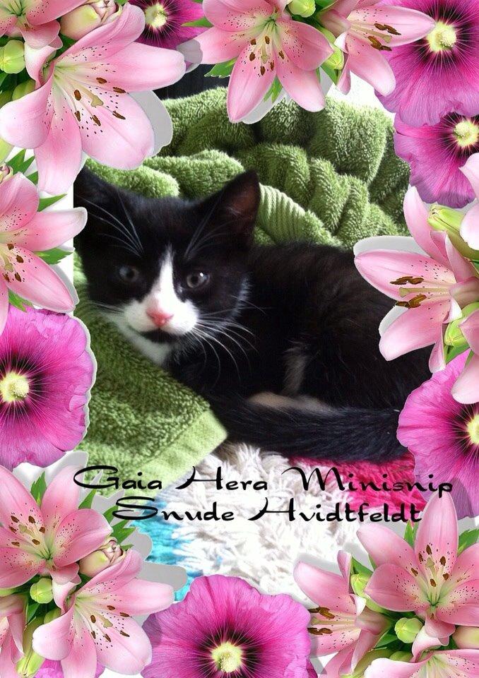 Blanding af racer Gaia Hera Mini-Snip Snude Hvidtfeldt billede 1