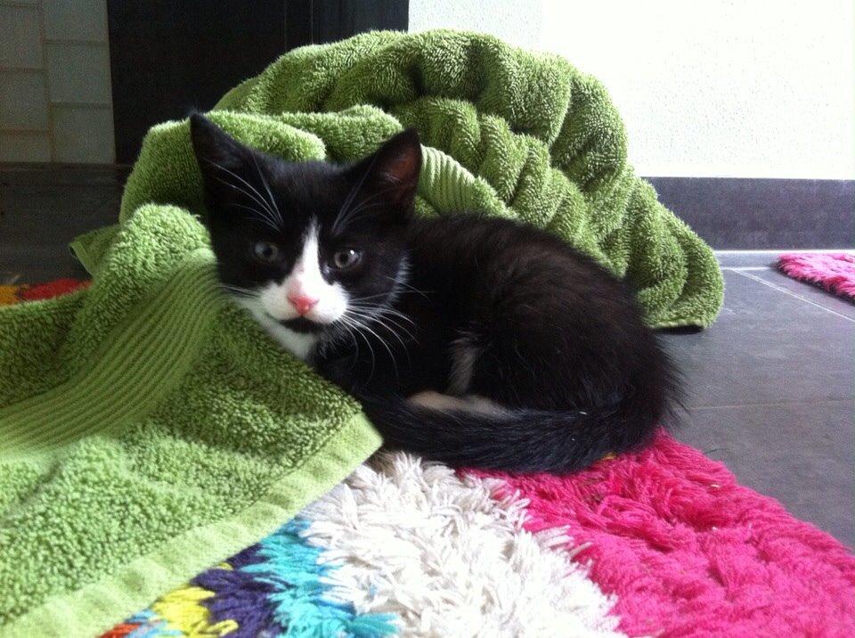 Blanding af racer Gaia Hera Mini-Snip Snude Hvidtfeldt billede 2