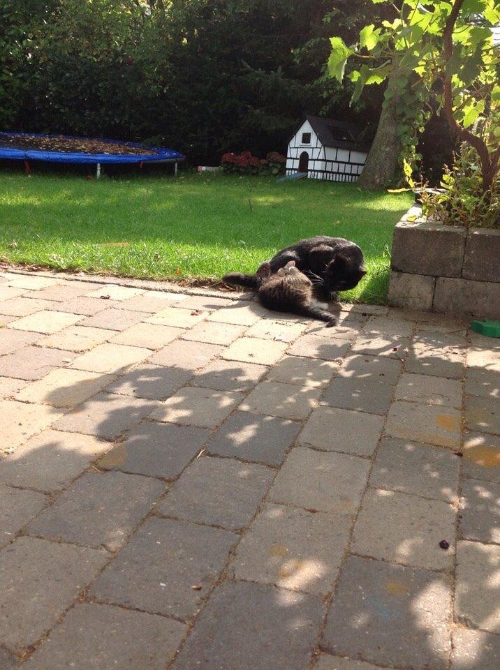 Blanding af racer Miv Venus Snude Hvidtfeldt - Miev får tæsk af mor. billede 1