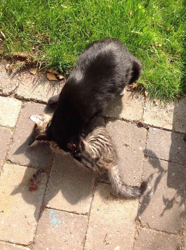 Blanding af racer Miv Venus Snude Hvidtfeldt billede 2