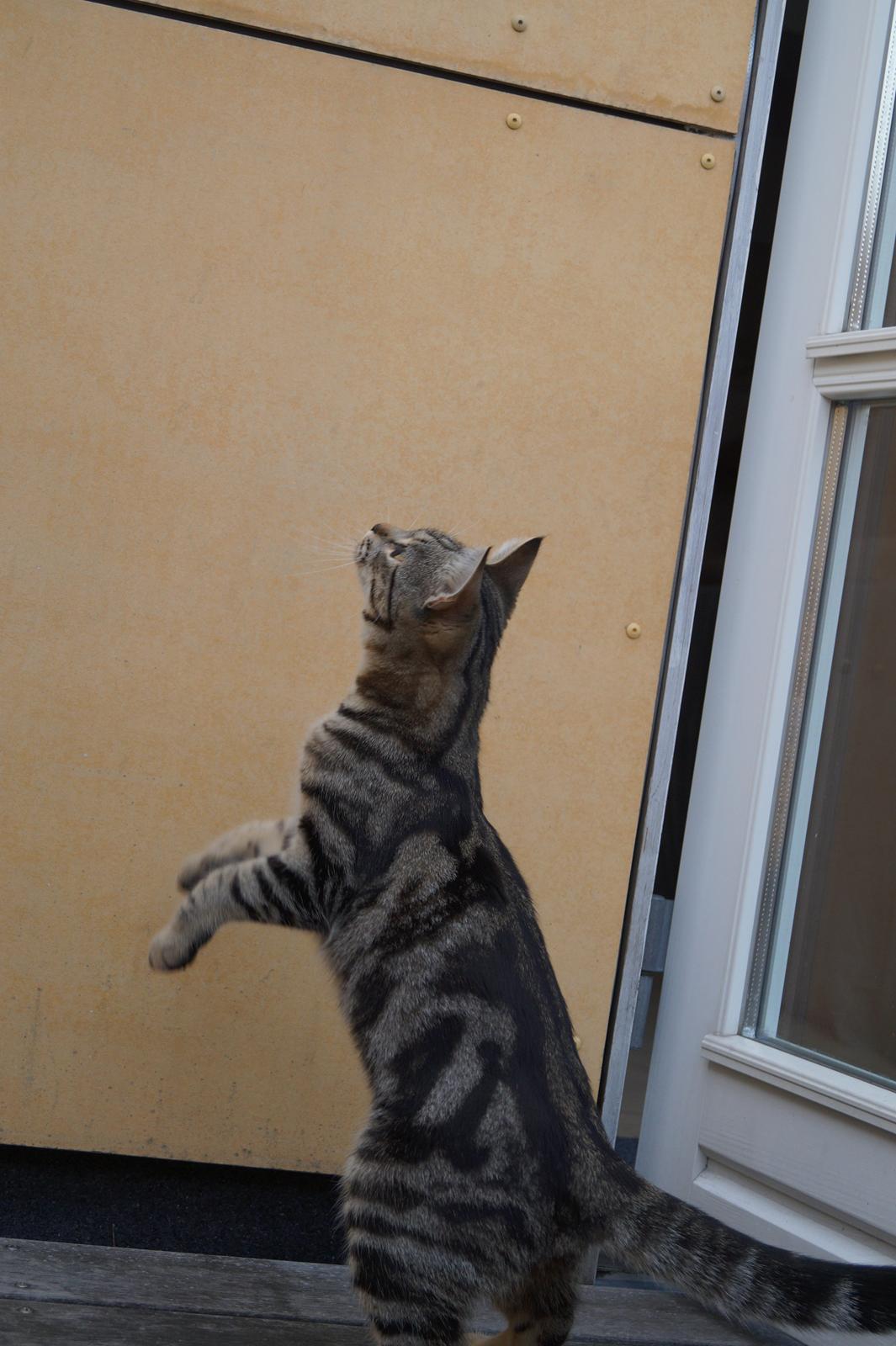 Europé Boholdt Orla Frøsnapper (Tiko) billede 10