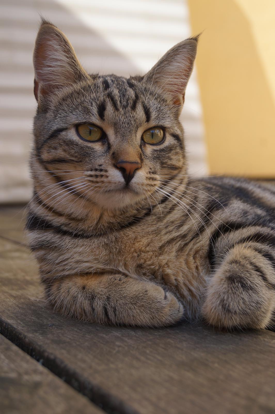 Europé Boholdt Orla Frøsnapper (Tiko) billede 8