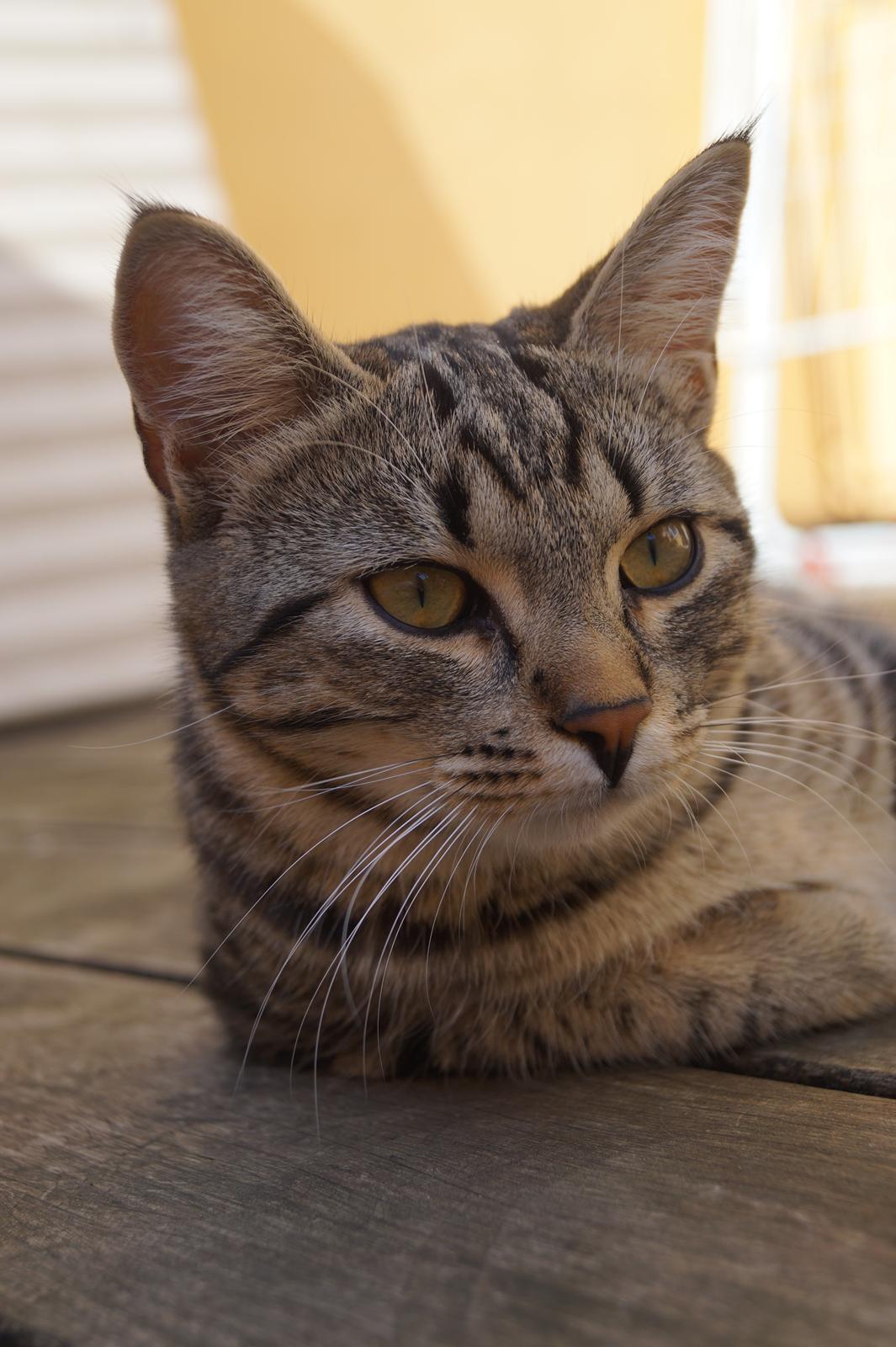 Europé Boholdt Orla Frøsnapper (Tiko) billede 9