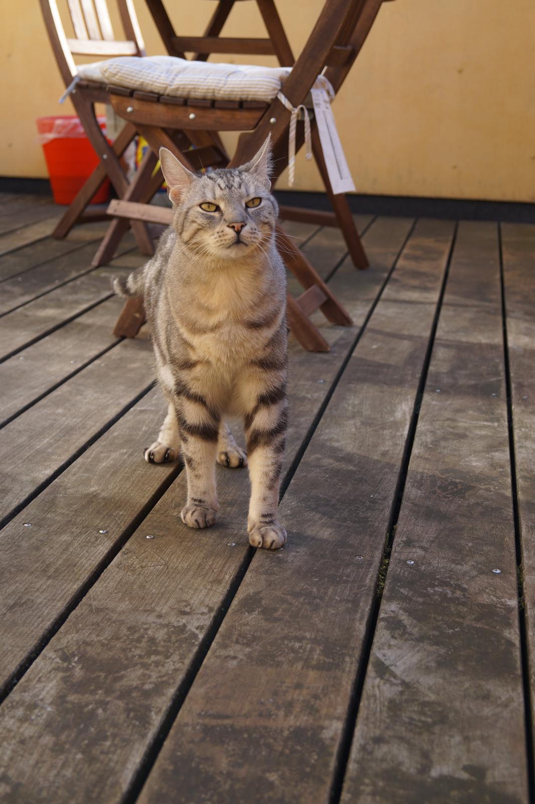 Europé Carezzando's Silver Pio billede 7