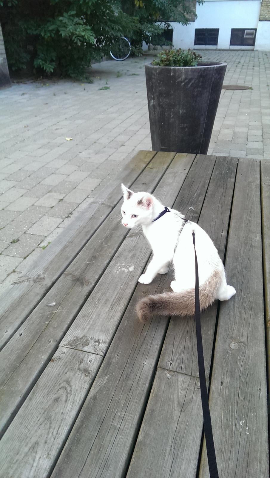 Blanding af racer Rhaegar - Farlige lyde, se hvor stor min hale kan blive billede 14