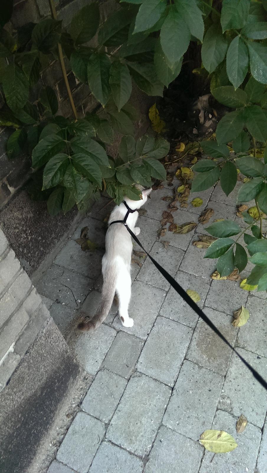 Blanding af racer Rhaegar - Første gang ude i sele billede 13