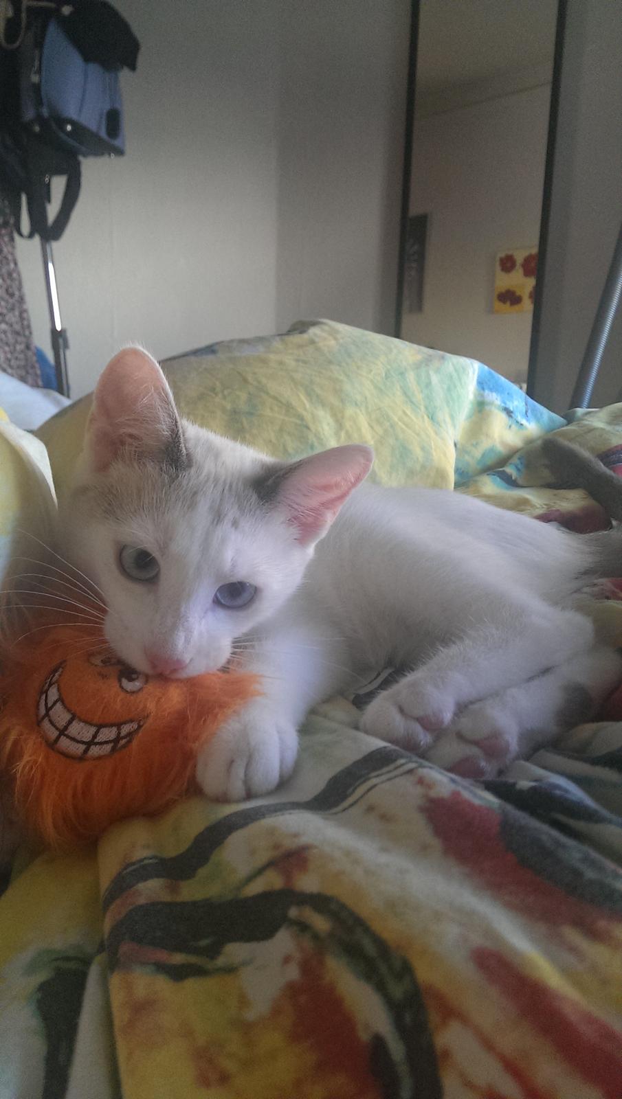 Blanding af racer Rhaegar billede 16