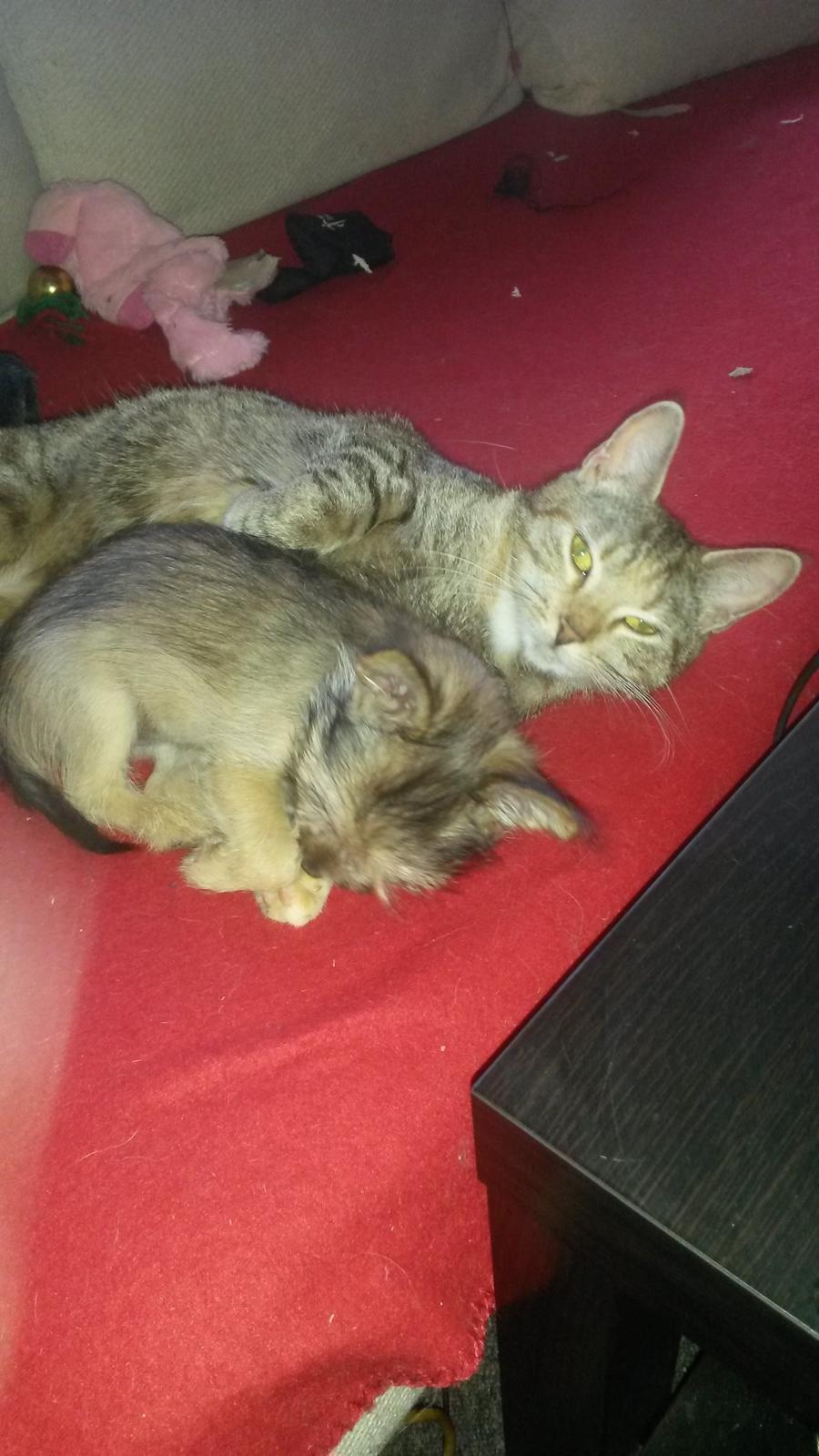 Huskat Carla billede 14