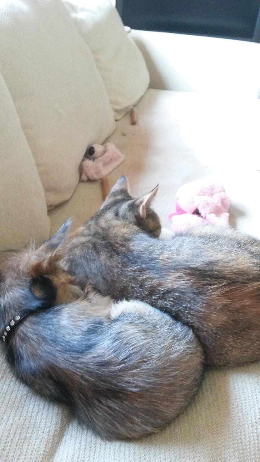 Huskat Carla billede 15