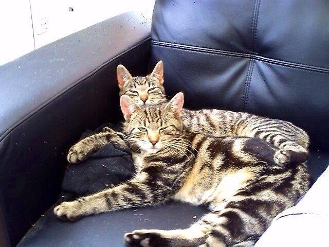 Huskat Ole billede 4