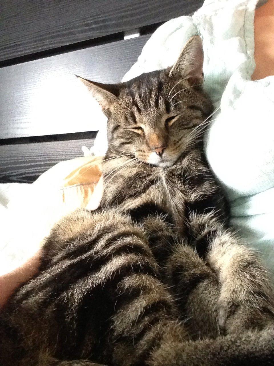 Huskat Ole billede 8