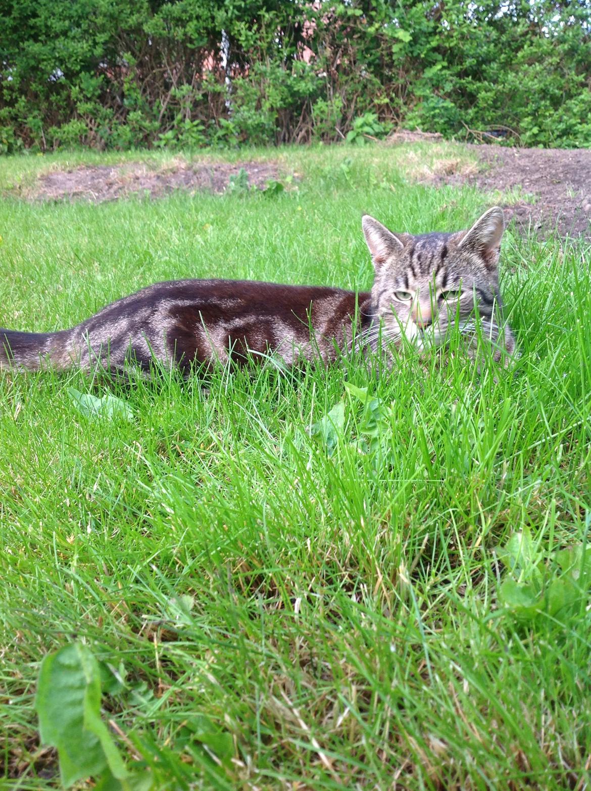 Huskat Ole billede 12