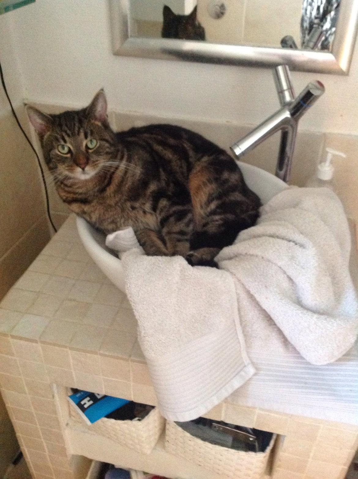 Huskat Ole billede 13