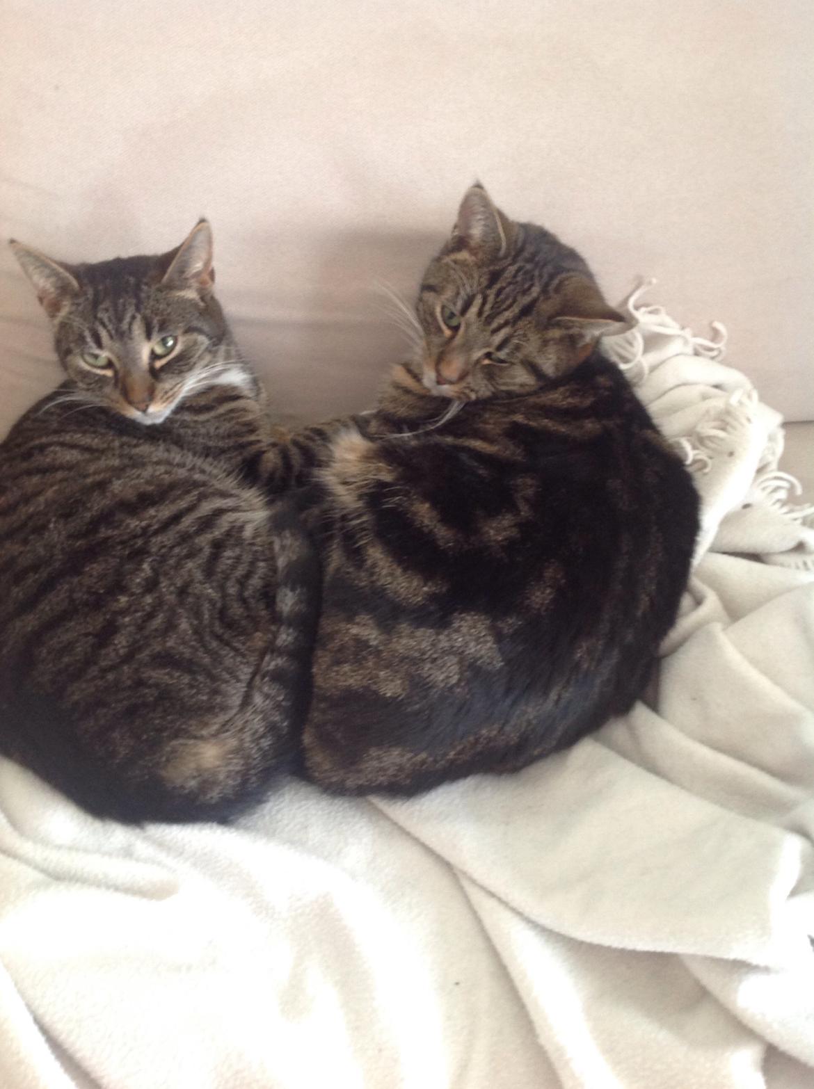 Huskat Ole billede 14