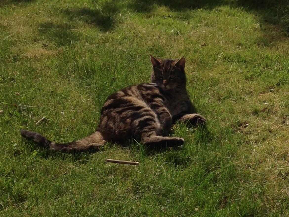 Huskat Ole billede 15