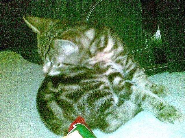 Huskat Ole billede 17