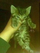 Huskat Ole billede 18