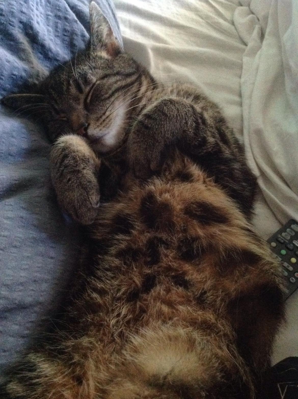 Huskat Ole billede 20