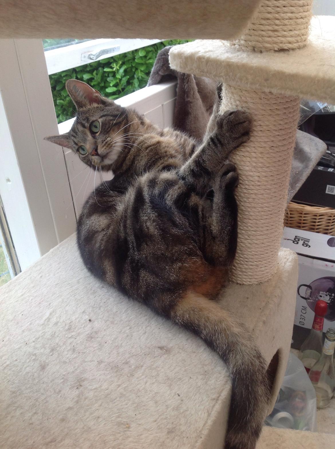 Huskat Ole billede 21