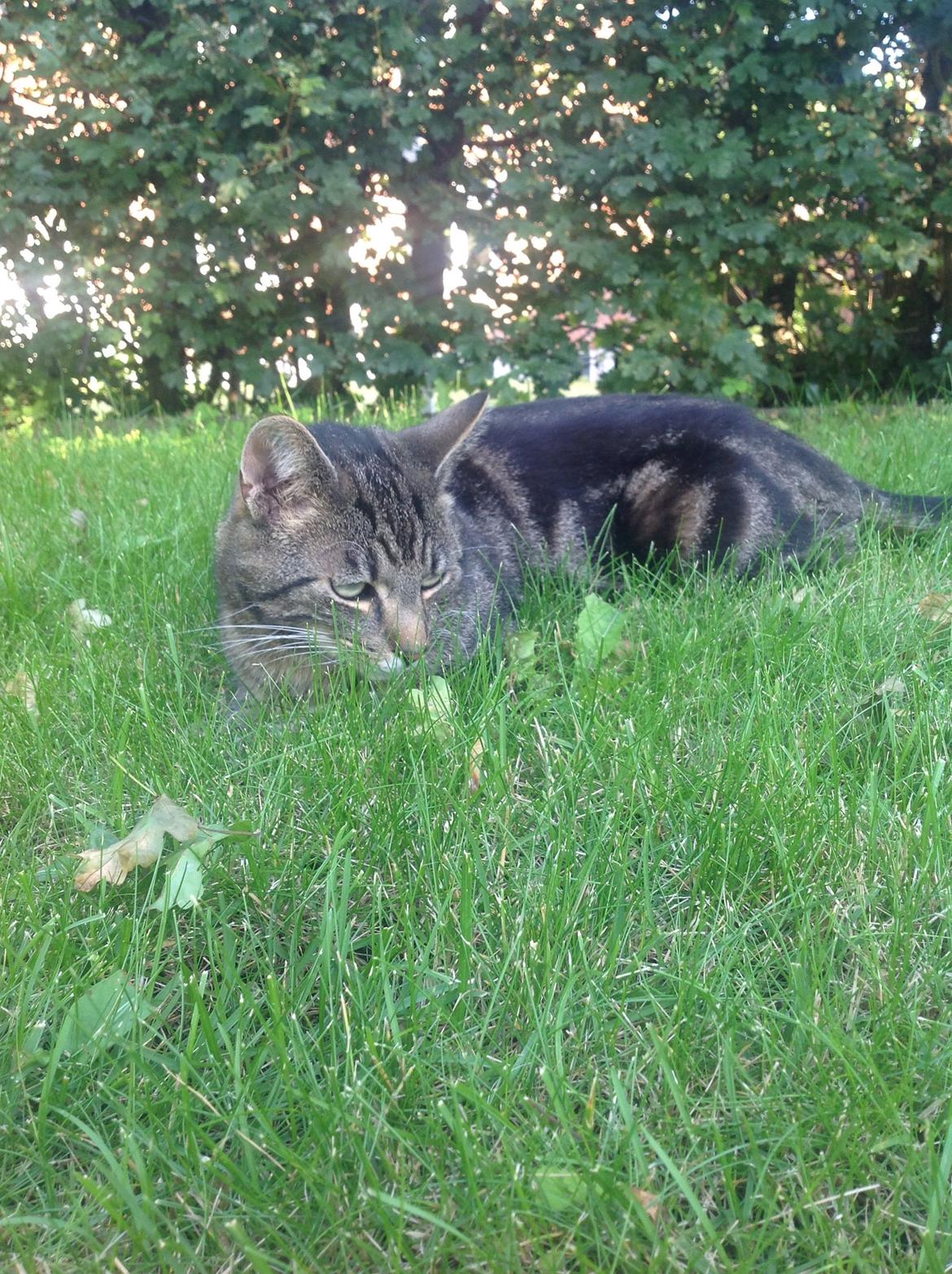 Huskat Ole billede 22