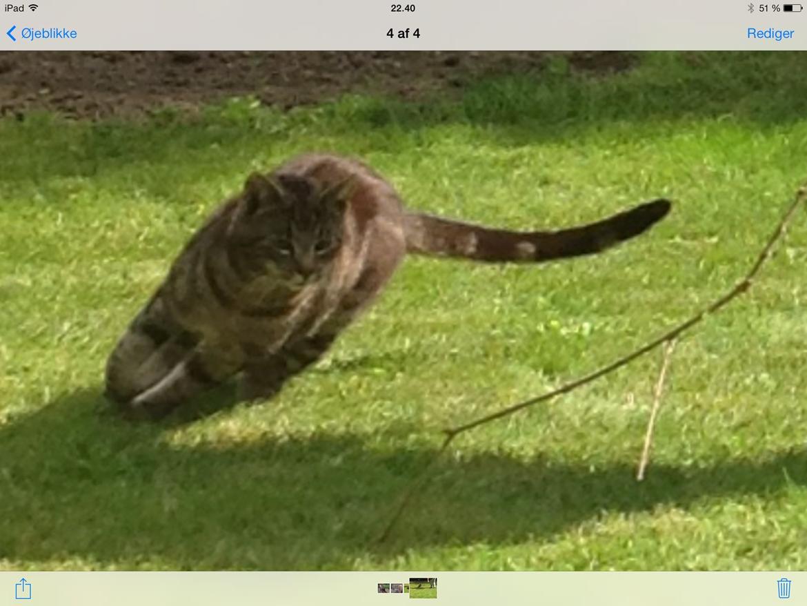 Huskat Ole billede 24