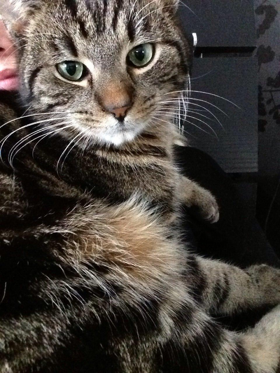 Huskat Ole billede 25