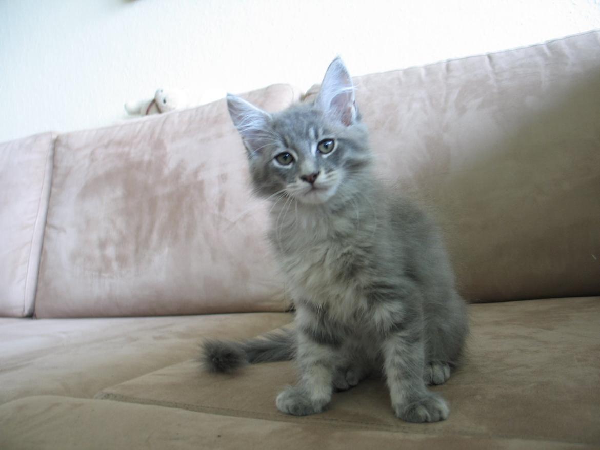 Maine Coon Sylvester Stalone - 11 uger 1 dag - 06.09.2014  billede 1