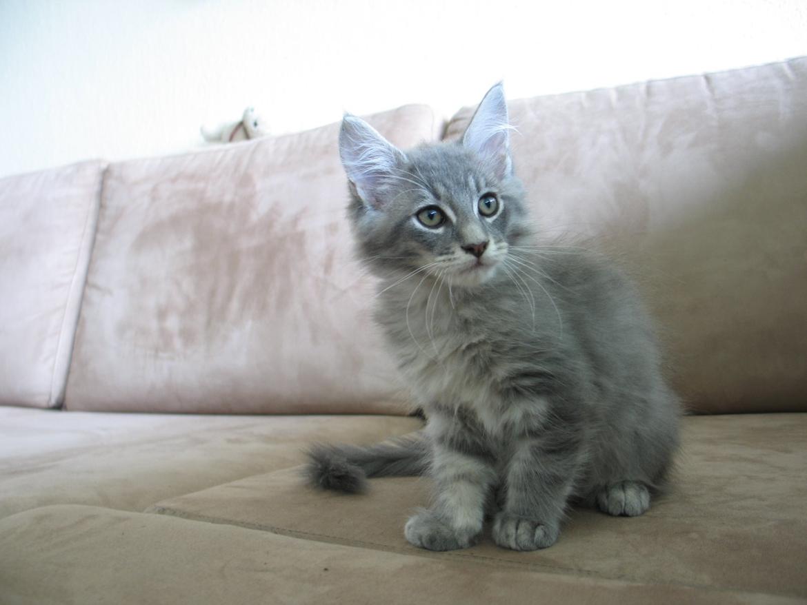 Maine Coon Sylvester Stalone - 11 uger 1 dag - 06.09.2014  billede 4