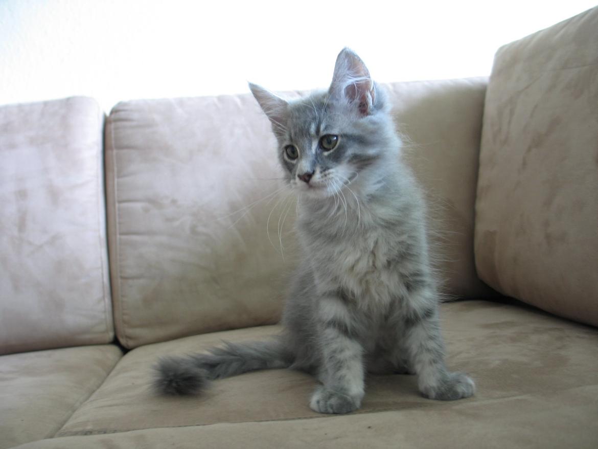 Maine Coon Sylvester Stalone - 11 uger 1 dag - 06.09.2014  billede 2