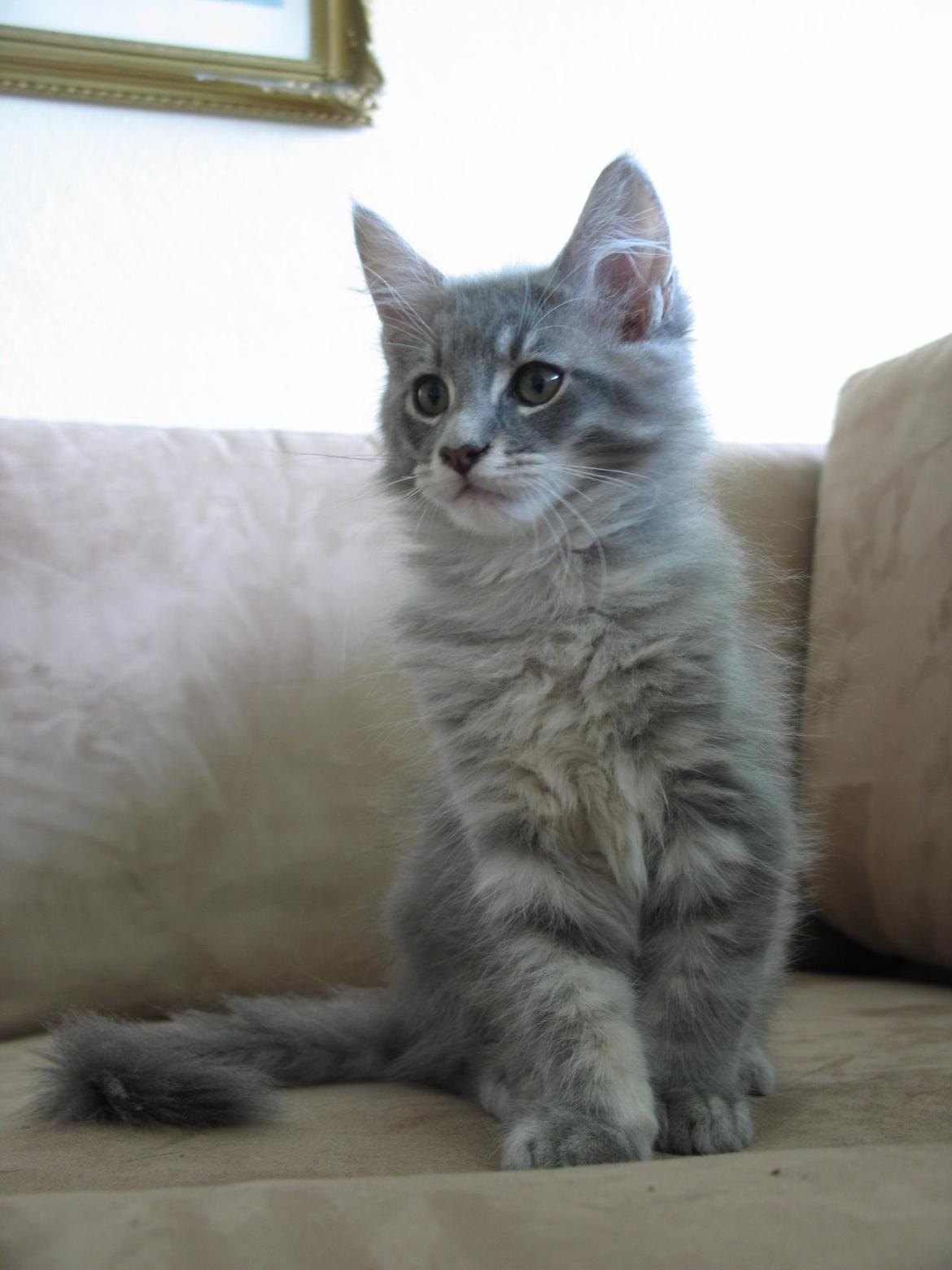 Maine Coon Sylvester Stalone - 11 uger 1 dag - 06.09.2014  billede 3