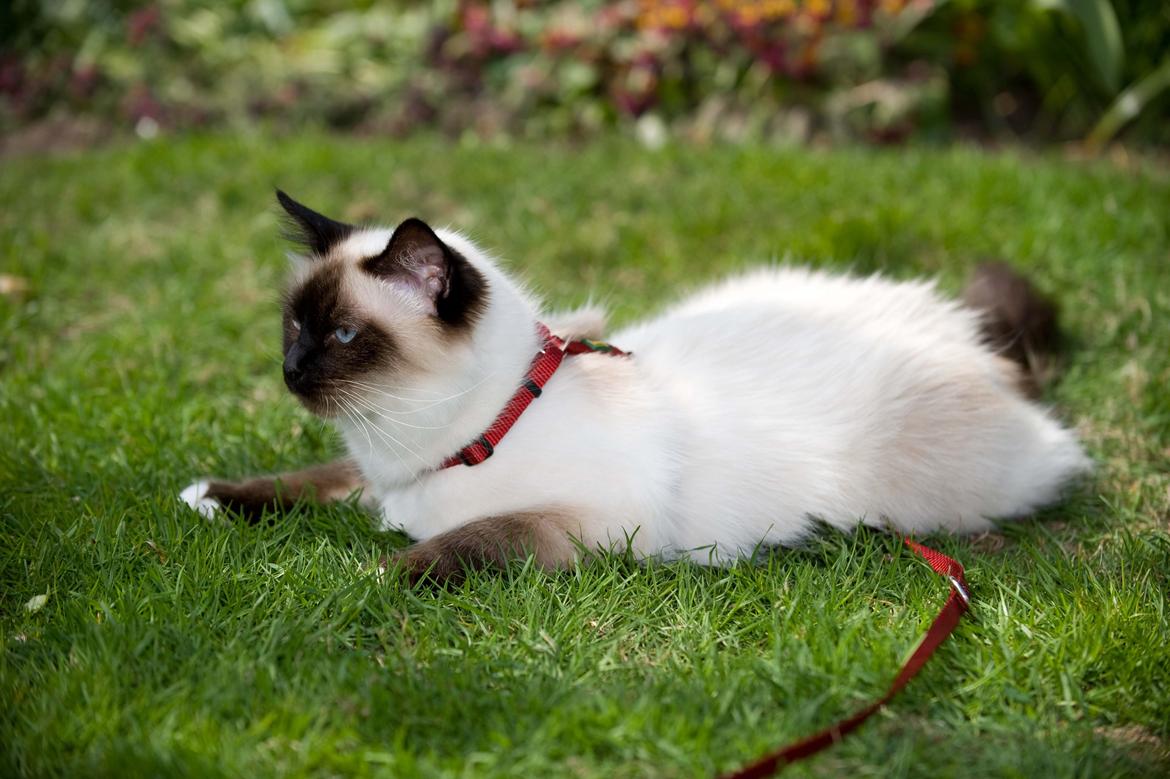 Hellig Birma Shengo Chantel - aka Coco billede 11