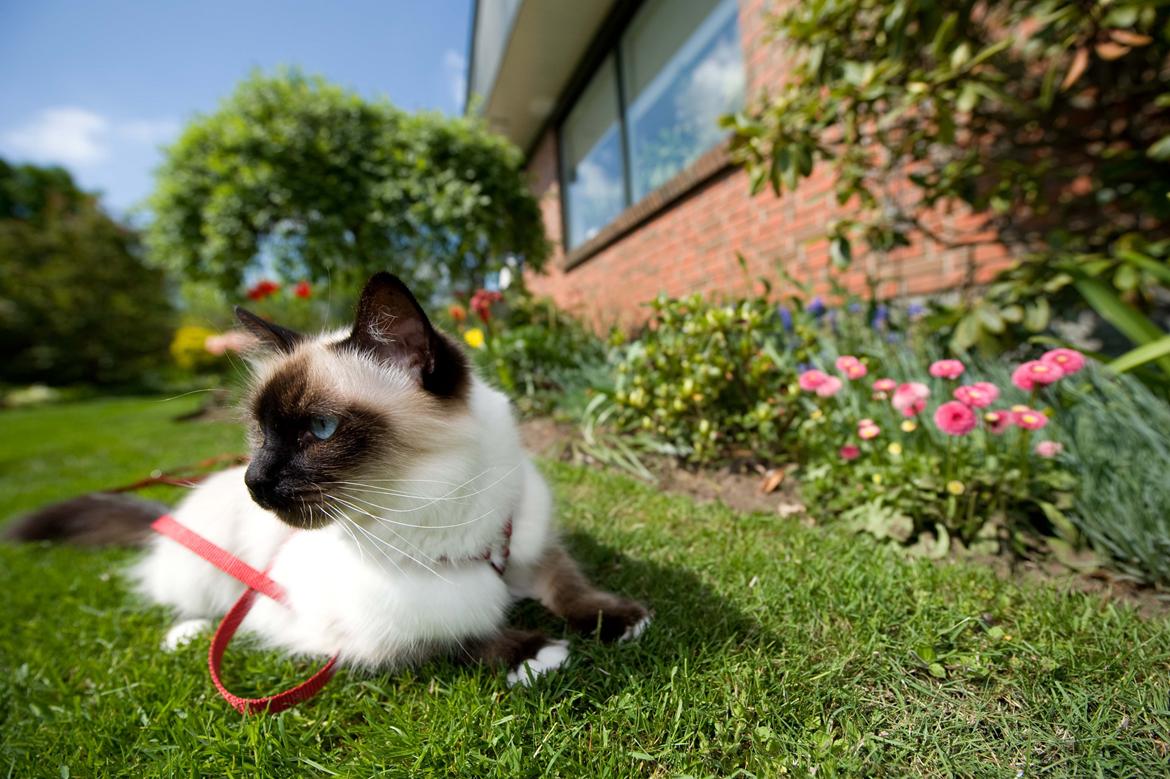 Hellig Birma Shengo Chantel - aka Coco billede 12