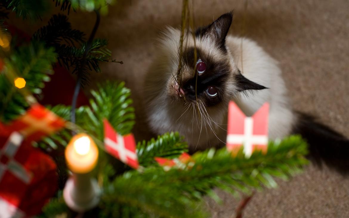 Hellig Birma Shengo Chantel - aka Coco billede 10