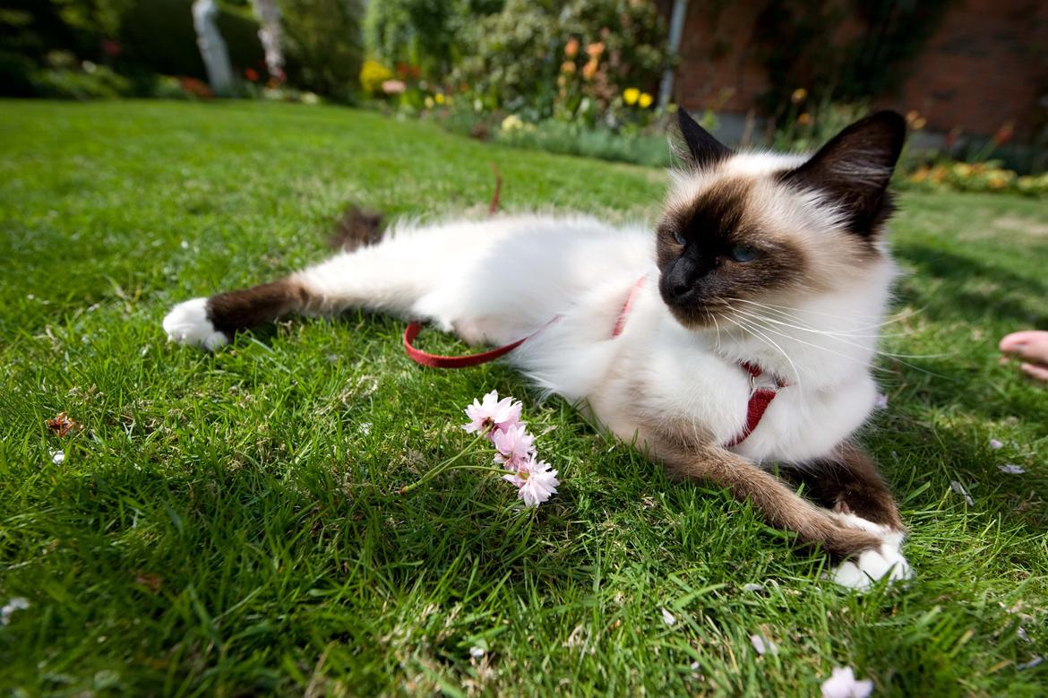 Hellig Birma Shengo Chantel - aka Coco billede 14