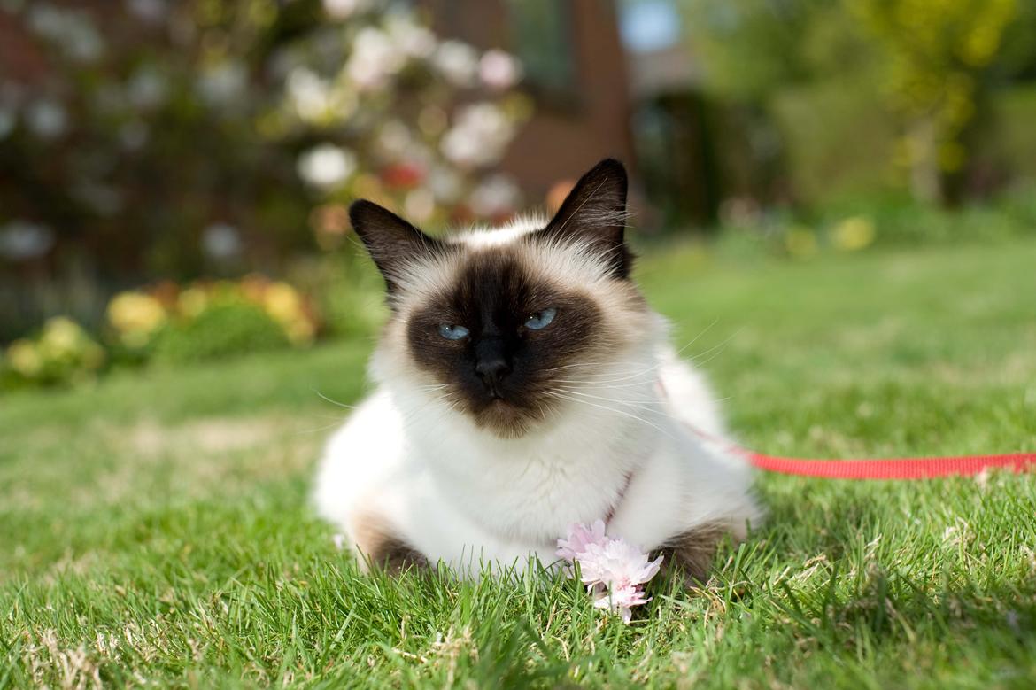 Hellig Birma Shengo Chantel - aka Coco billede 15