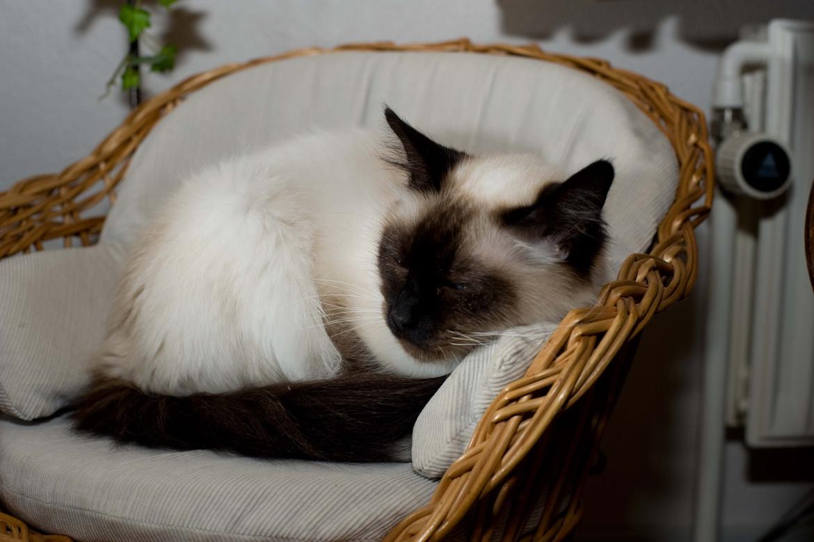 Hellig Birma Shengo Chantel - aka Coco billede 16