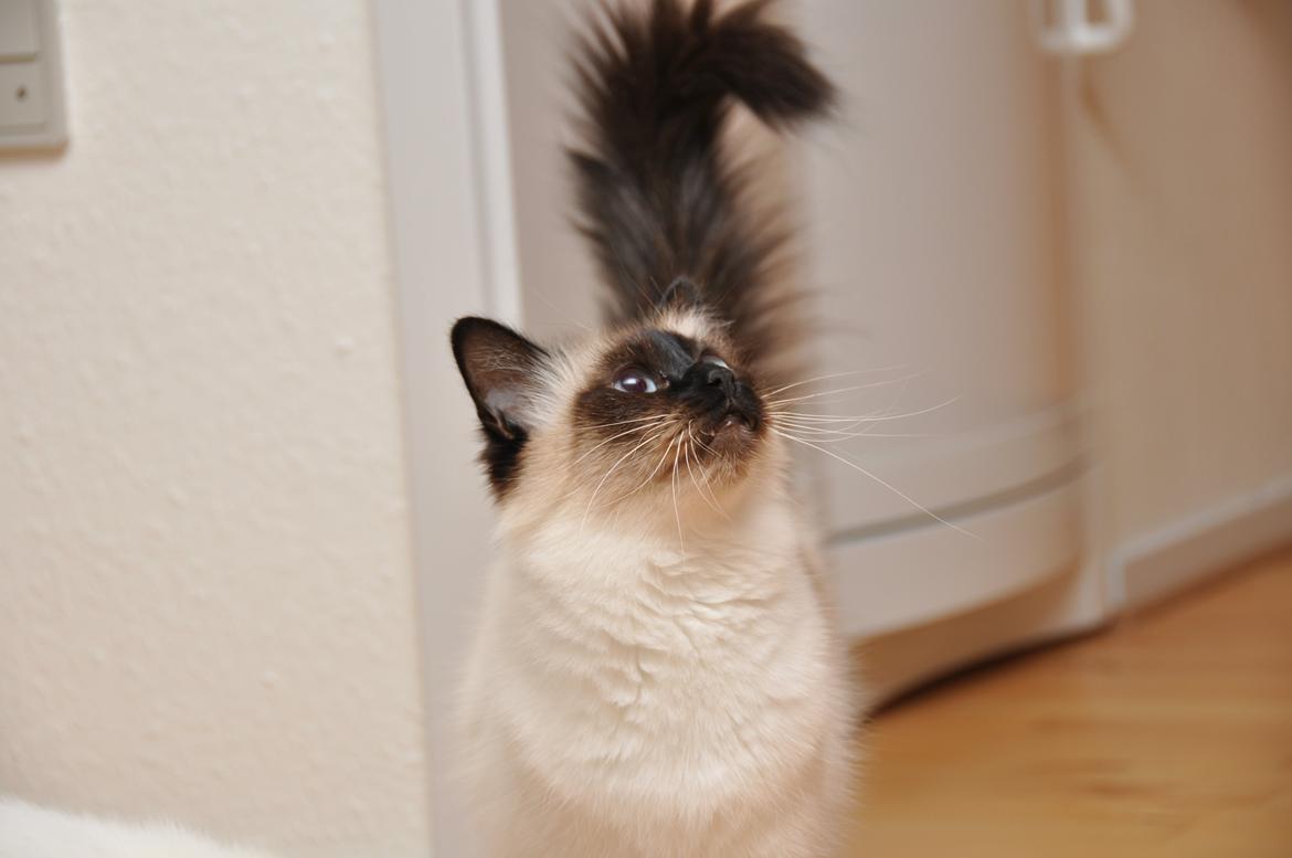 Hellig Birma Shengo Chantel - aka Coco billede 17