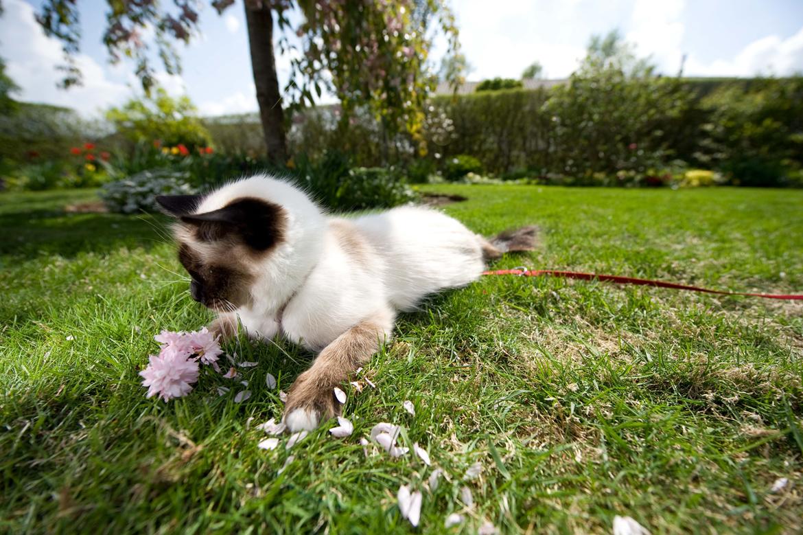 Hellig Birma Shengo Chantel - aka Coco billede 13