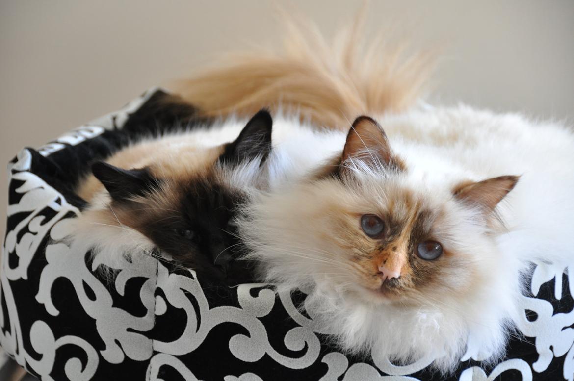 Hellig Birma Beiders Bright Benita - aka Nitte billede 11