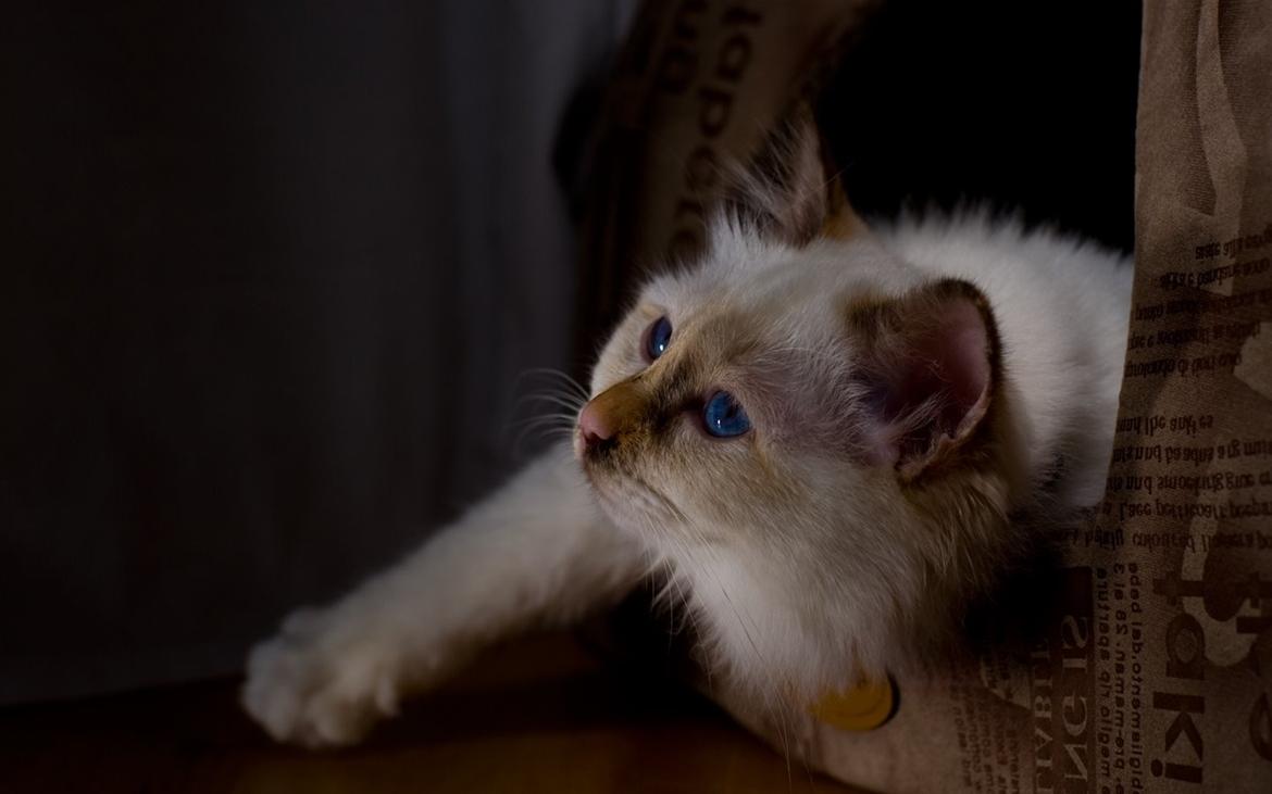 Hellig Birma Beiders Bright Benita - aka Nitte billede 12