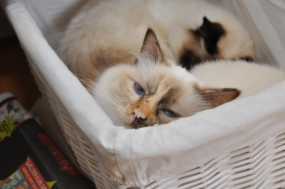 Hellig Birma Beiders Bright Benita - aka Nitte billede 13